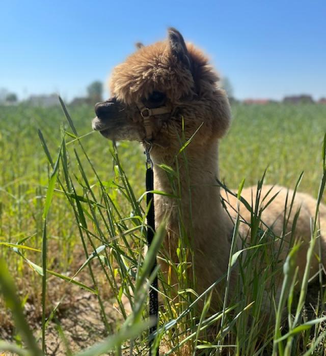 alpakomaniatarchalin.pl