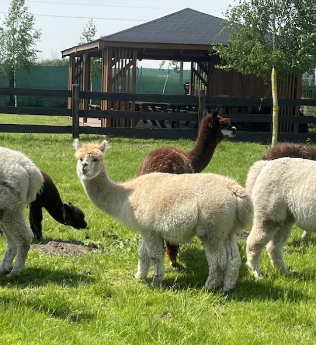 alpakomaniatarchalin.pl