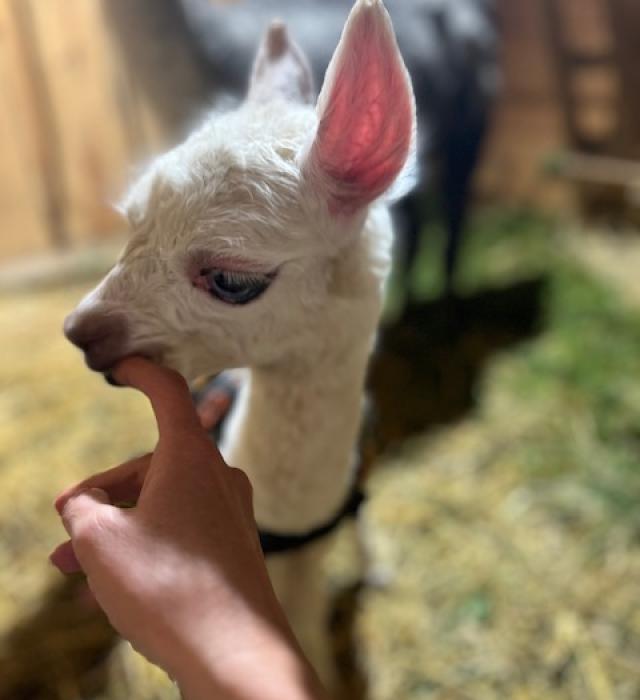 alpakomaniatarchalin.pl